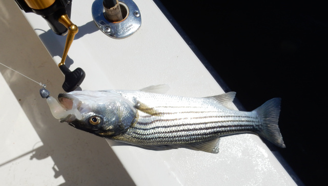 Schoolie striper Merrimack River in May